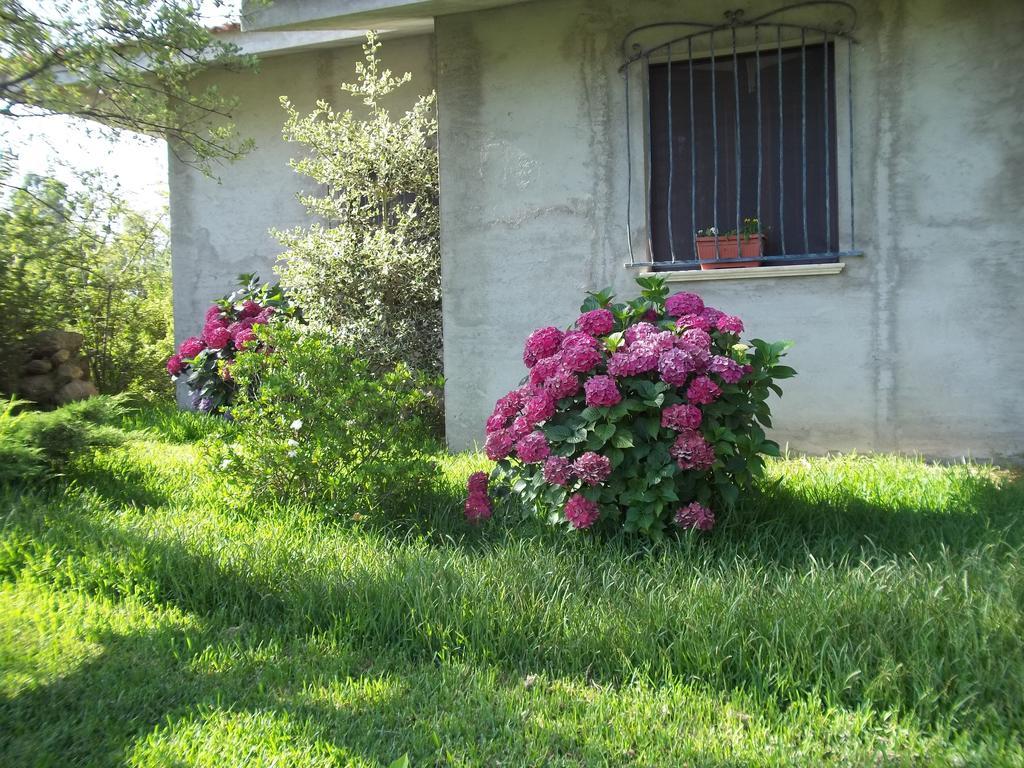 Bed & Breakfast Il Vecchioliveto Di Ornella