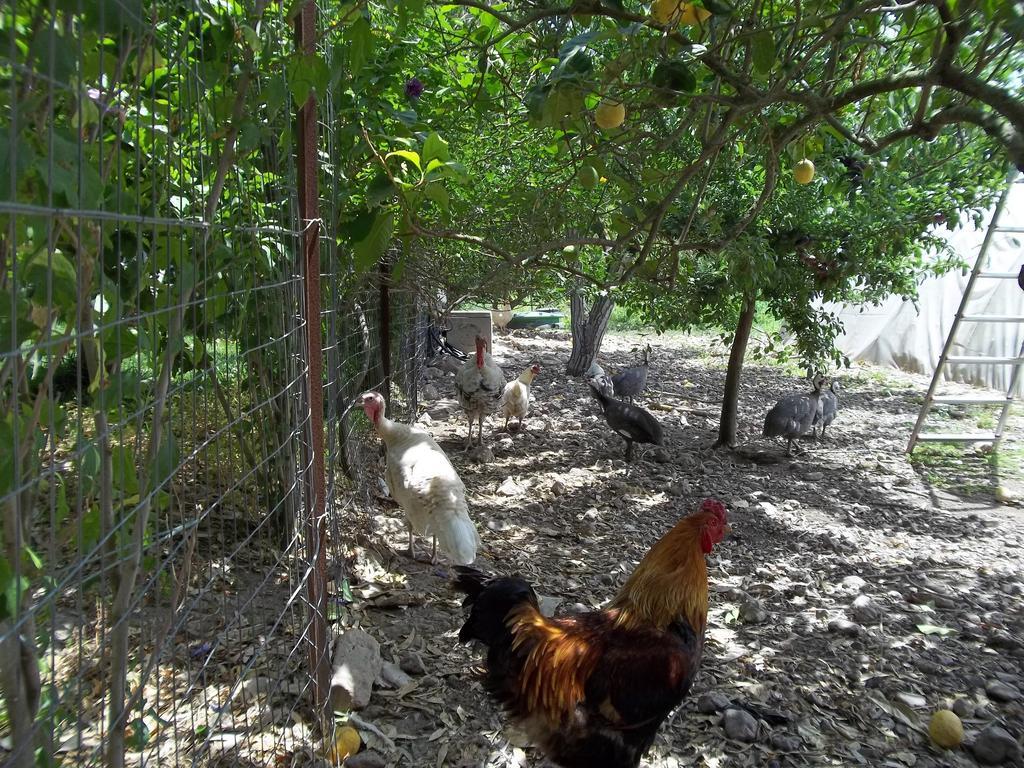 Bed & Breakfast Il Vecchioliveto Di Ornella Marrubiu