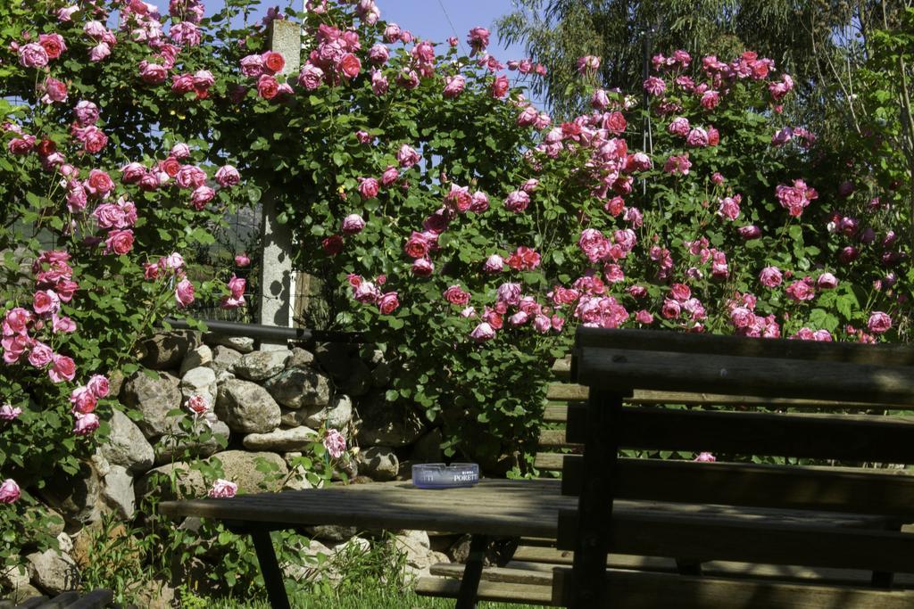 Il Vecchioliveto Di Ornella Bed & Breakfast *