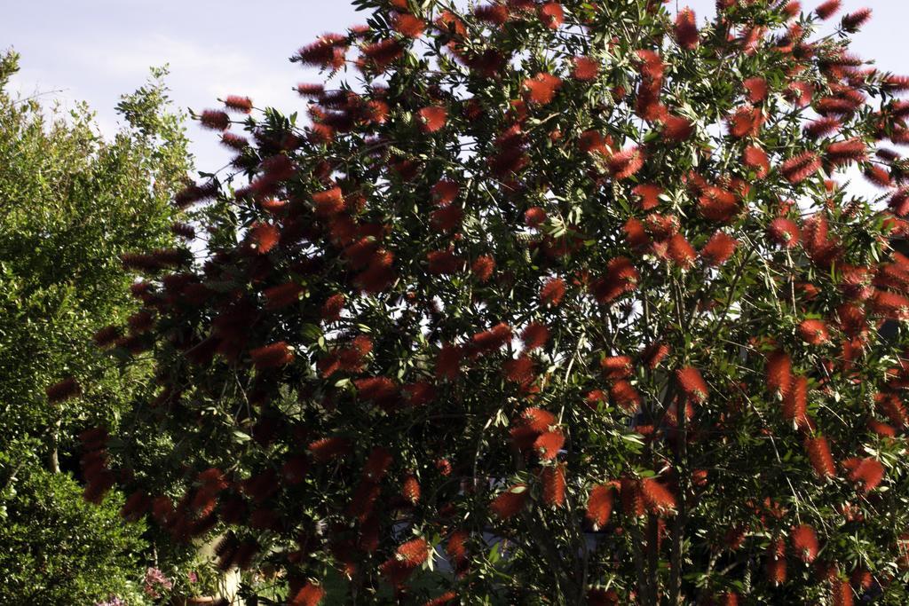 Bed & Breakfast Il Vecchioliveto Di Ornella