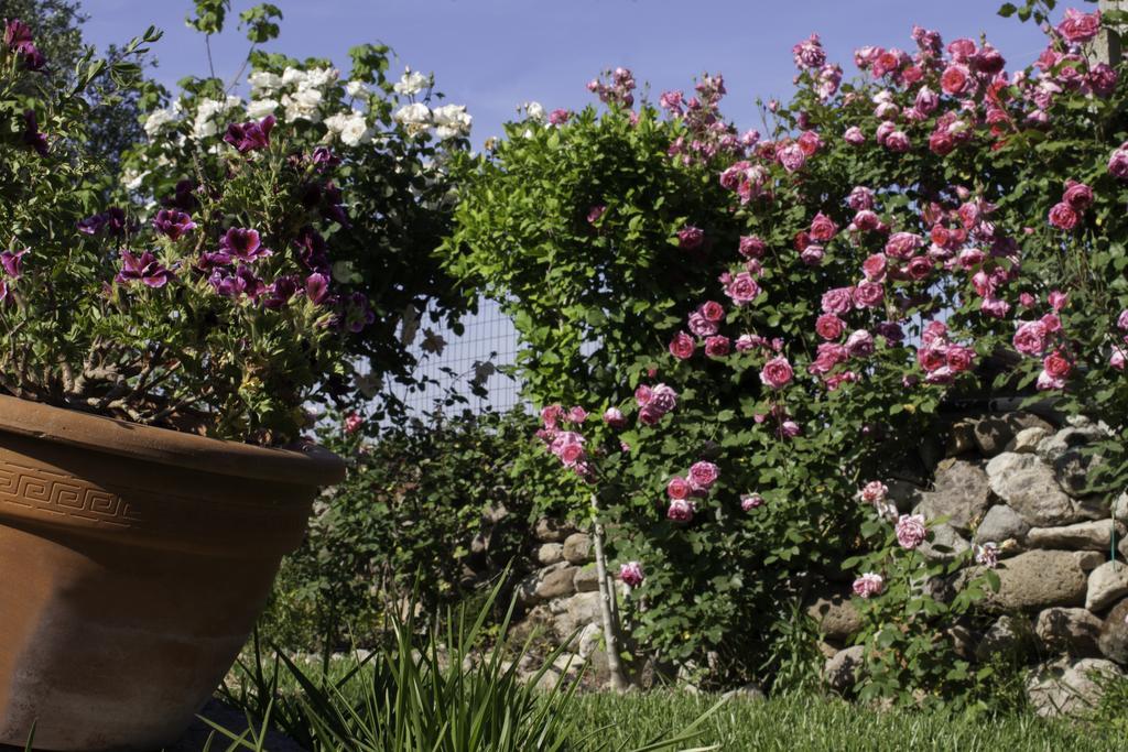 Il Vecchioliveto Di Ornella Bed & Breakfast *