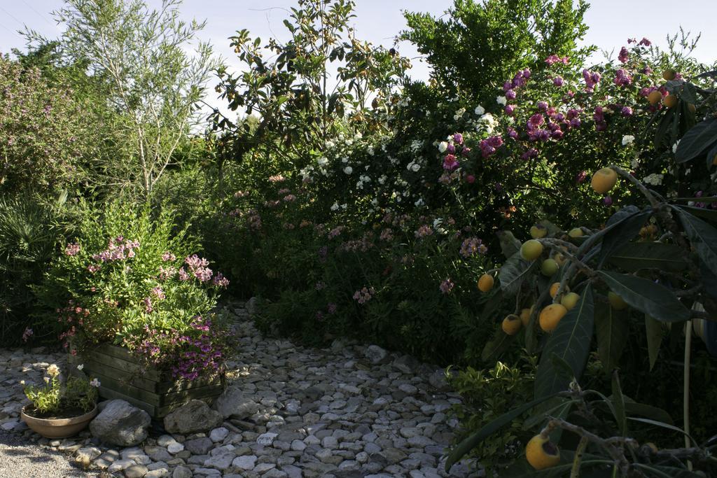 Il Vecchioliveto Di Ornella