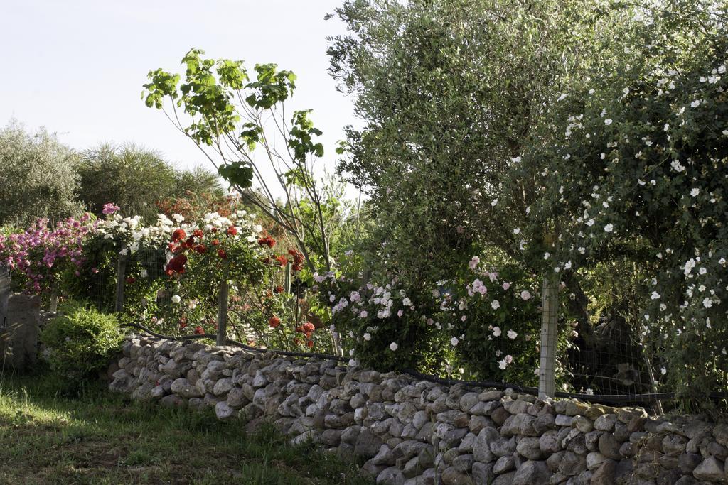Bed & Breakfast Il Vecchioliveto Di Ornella