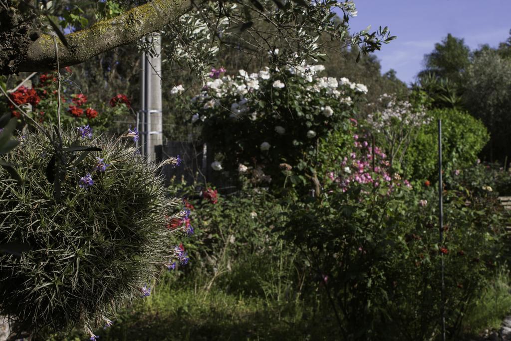 Il Vecchioliveto Di Ornella Bed & Breakfast Marrubiu
