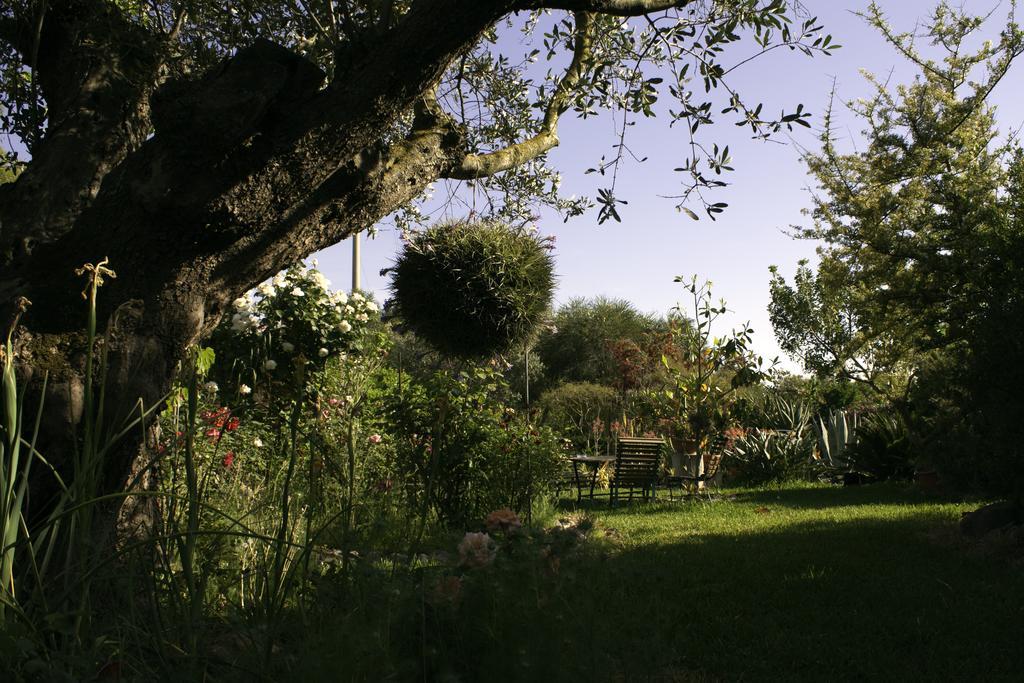 Il Vecchioliveto Di Ornella Marrubiu